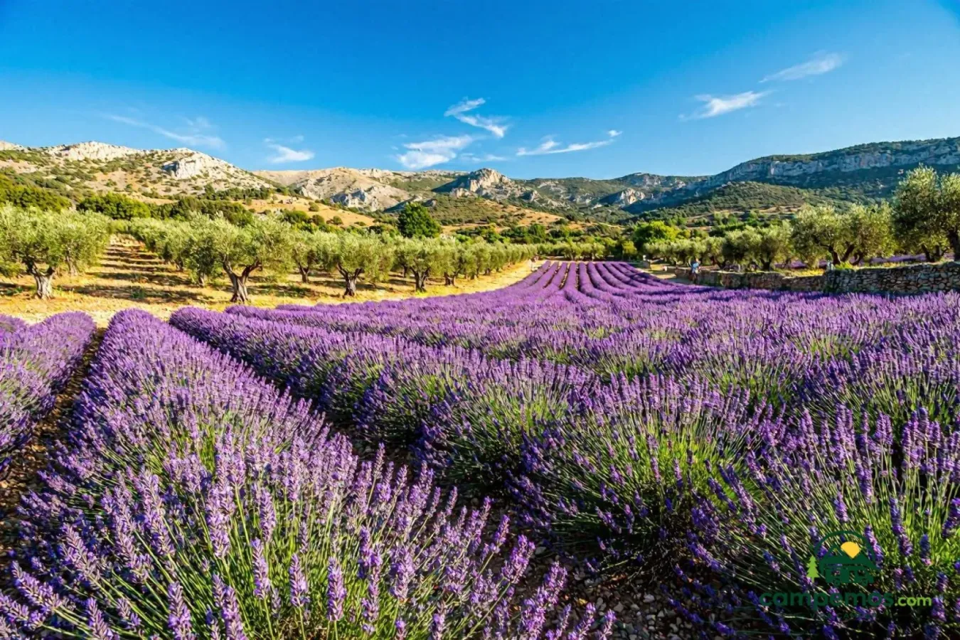 La Drôme provenzal: lavanda, olivos y pueblos de piedra en autocaravana — 7 días
